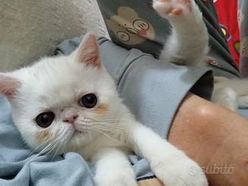 Gattini exotic short hair ( persiano a pelo corto)