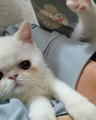 Gattini exotic short hair ( persiano a pelo corto)