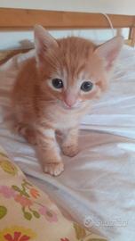 Adorabili gattini rossi