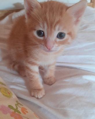 Adorabili gattini rossi