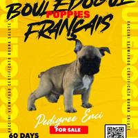 Bulldog Bouledogue Francesi con Pedigree