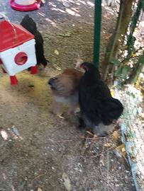 Galletto nero razza brahma di 4 mesi