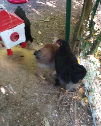 Galletto nero razza brahma di 4 mesi