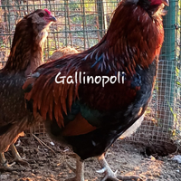 Araucana selv oro u.o.v.a