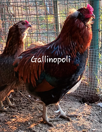 Araucana selv oro u.o.v.a