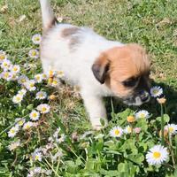 Jack russell terrier