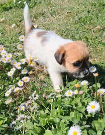 Jack russell terrier