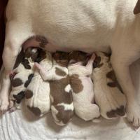 Cuccioli di Jack Russell