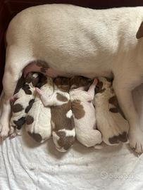 Cuccioli di Jack Russell