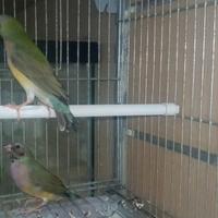 Diamanti del gould
