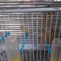 Pulli canarini 60 giorni