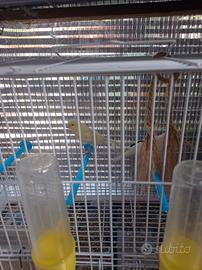 Pulli canarini 60 giorni