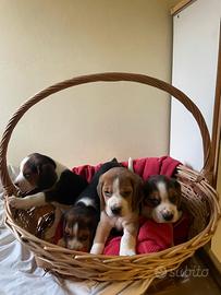 Cuccioli Beagle tricolore