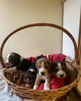 Cuccioli Beagle tricolore