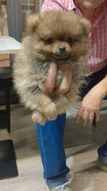 Spitz Pomerania toy