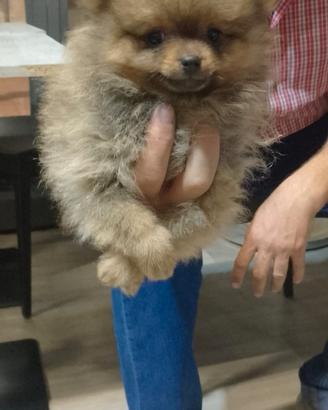 Spitz Pomerania toy