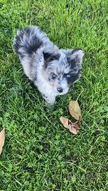 Border collie mix