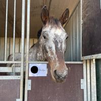 Cavalla appaloosa