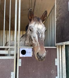 Cavalla appaloosa