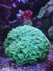 Caulastrea furcata xl