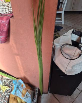 Palme, fusti