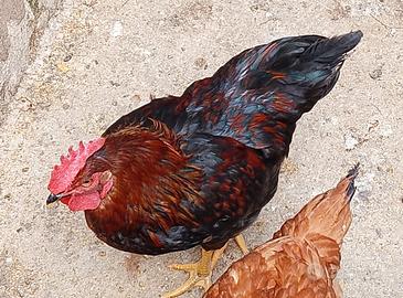 Gallo