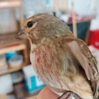 Solo per chi e interessato