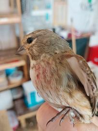 Solo per chi e interessato