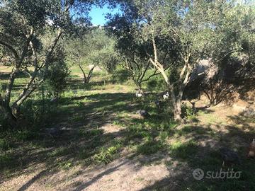 Terreno zona Castanea contrada Frischia mq 16.000