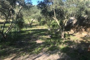 Terreno zona Castanea contrada Frischia mq 16.000