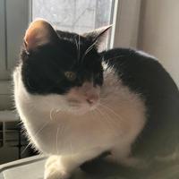 Gatti sterilizzati (proprietaria deceduta)