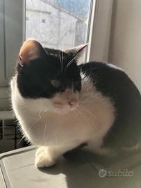 Gatti sterilizzati (proprietaria deceduta)