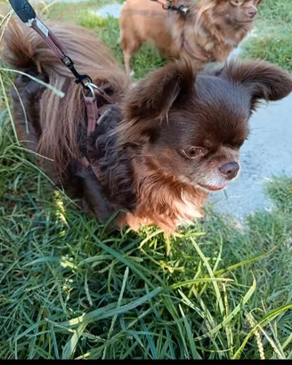Stallone provetto chihuahua cioccolato
