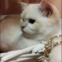 Gattina scottish (sterilizzata)