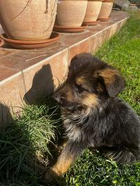 Cucciolo pastore tedesco