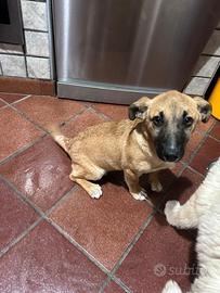 Cucciolo simil belga malinois di 3 mesi