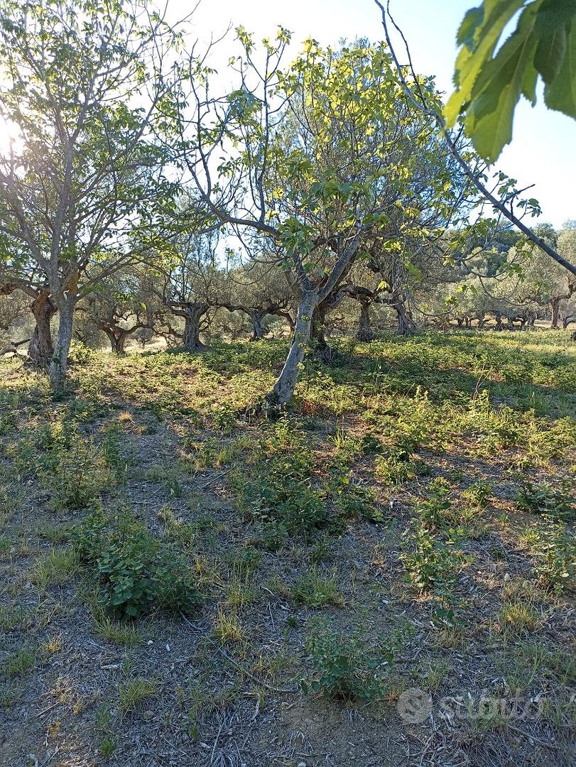 Terreno agricolo - Vista 6