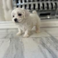 Cuccioli di maltese toy