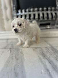 Cuccioli di maltese toy