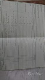 Griffon blue da cinghiale