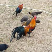 Galline e galli nani