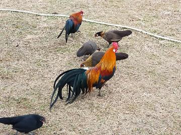 Galline e galli nani