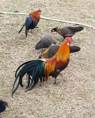 Galline e galli nani