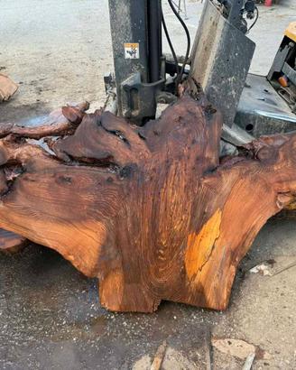 Tavole di legno in radice di olmo