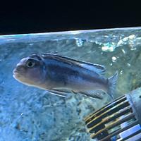 Ciclidi PSEUDOTROPHEUS jOHANNII