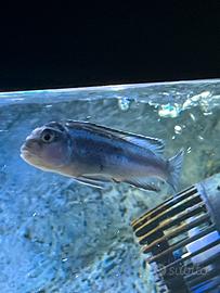 Ciclidi PSEUDOTROPHEUS jOHANNII