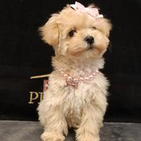Cucciola maltipoo