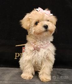 Cucciola maltipoo