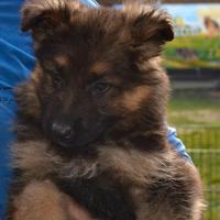 Cuccioli di pastore tedesco a pelo lungo