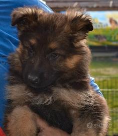 Cuccioli di pastore tedesco a pelo lungo